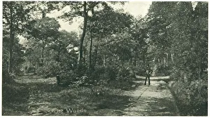 Ways Prints: Bourne Woods, Lincolnshire