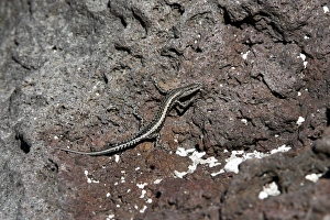 Images Dated 26th June 2011: Boutons skink Snake-eyed skink