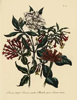 Handfinished Collection: Bouvardia, burchellia and jasmine species