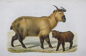 Capra Gallery: Bovidae (family), bovid