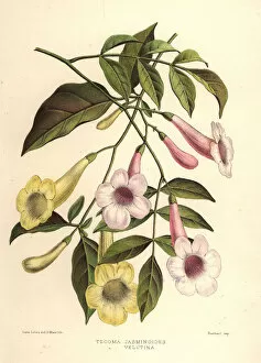 Bower of beauty, Pandorea jasminoides