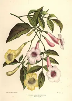 Bower Prints: Bower of beauty, Pandorea jasminoides
