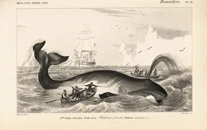 Universel Gallery: Bowhead whale, Balaena mysticetus