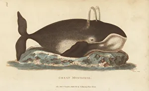 Kearsley Prints: Bowhead whale, Balaena mysticetus