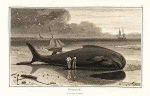 Bowhead whale, Balaena mysticetus, beached on the shore