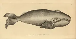 Whale Prints: Bowhead whale, Balaena mysticetus Endangered species