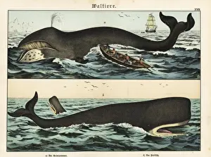 Naturgeschichte Prints: Bowhead whale and cachelot