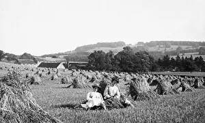 Dorking Prints: Box Hill Dorking haymaking Victorian period