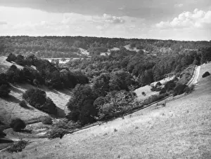 Steep Prints: Box Hill, Surrey