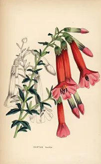 Shrubbery Gallery: Box-leaved cantua or magic flower of the Incas