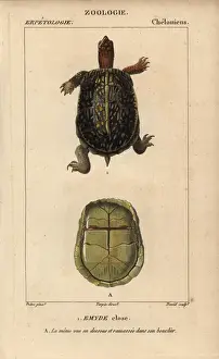 Turtle Prints: Box turtle, Terrapene carolina Near threatened