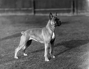 Anita Gallery: BOXER / ANITA KONRADSHORE