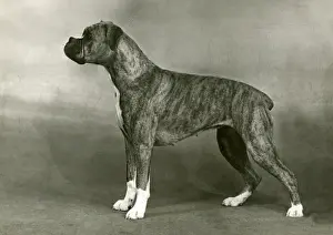 Bobby Prints: BOXER / BOBBY SOX / 1949