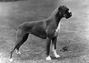 Christine Prints: BOXER / BREAKSTONES / 1948