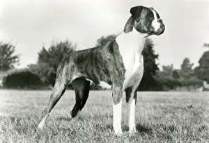 BOXER / BRIGHT BOOTS / 1973