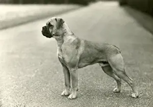 BOXER / CUCKMERE KUNZLE
