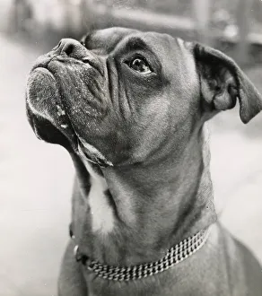 Boxer dog with chain collar Date: 1950s