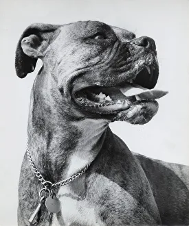 Boxer dog with chain collar and ID tag Date: 1950s