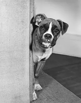 Boxer dog behind a curtain