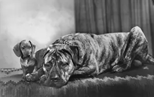 Kaye Prints: Boxer dog and Dachshund