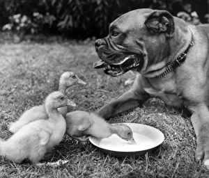 Boxer dog and ducklings