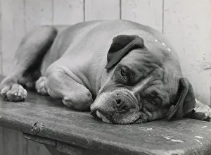 Tired Prints: Boxer dog lying down Date: 1950s