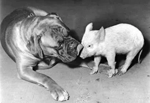 Images Dated 23rd March 2016: Boxer dog and Piglet