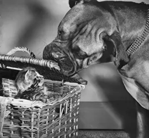 Wrinkled Prints: Boxer dog with tabby kitten in a basket