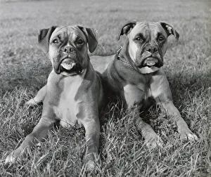 Boxers Prints: Two Boxer dogs lying on grass Date: 1950s