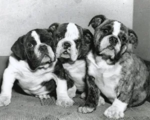 Boxers Prints: Three Boxer puppies Date: 1950s