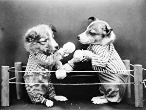 Images Dated 30th March 2012: Boxing Dogs