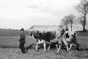 Plough Prints: Boy with bullock plough in Austria