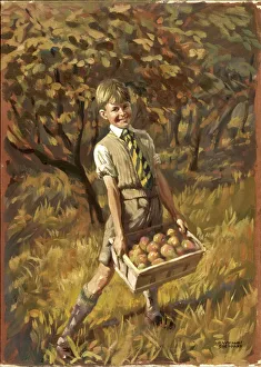 1950s Childhood Gallery: Boy collecting apples