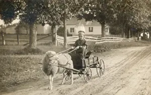 A boy in a custom made cart, drawn by a pet sheep
