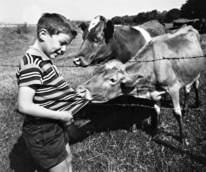 Cows Gallery: Boy encounters two cows in a field