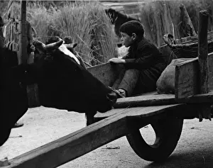 Sheaves Prints: Boy on a farm, sitting in the back of a cart