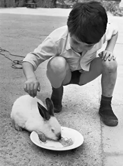 Feeds Collection: Boy Feeds Rabbit C1950S