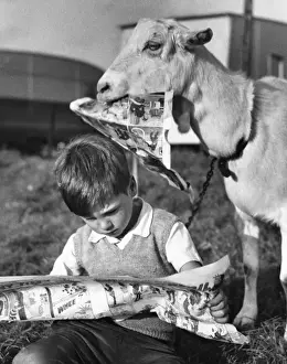 Eats Prints: Boy and goat with comic magazine, Balham, SW London