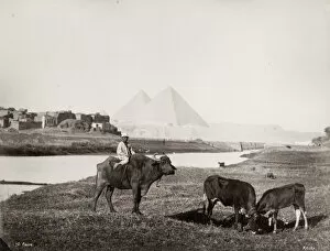 Safari Collection: Boy on ox, pyramids at Giza in the background, Egypt