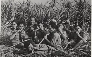 Boy scouts in sugar cane field, Egypt