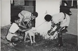 Guiana Prints: Boy scouts washing a dog, Georgetown, British Guyana
