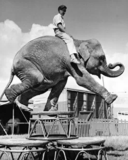 Cage Gallery: Boy sitting on elephant, Sir Robert Fossetts Circus