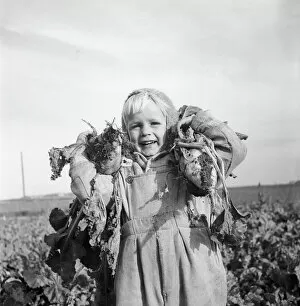 1950s Childhood Gallery: Boy with sugar beet