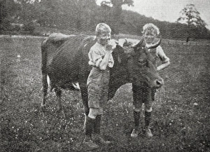 Boys and Cow at Hedgerley Home, Buckinghamshire