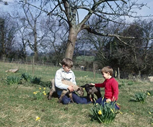 Daffodils Gallery: Two boys with spring lambs, Somerset