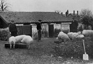 Inebriates Collection: Boys tending pigs, NIPRCC East Harling, Norfolk