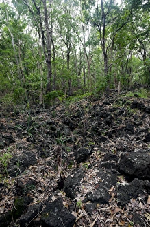 Images Dated 27th June 2011: Bra d Eau National Park forest