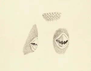 Brachaluteres jacksonianus, southern pygmy leatherjacket