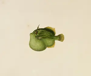 Carangidae Prints: Brachaluteres jacksonianus, southern pygmy leatherjacket
