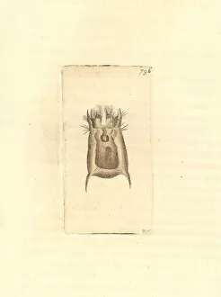 Planktonic Collection: Brachionus angularis rotifer